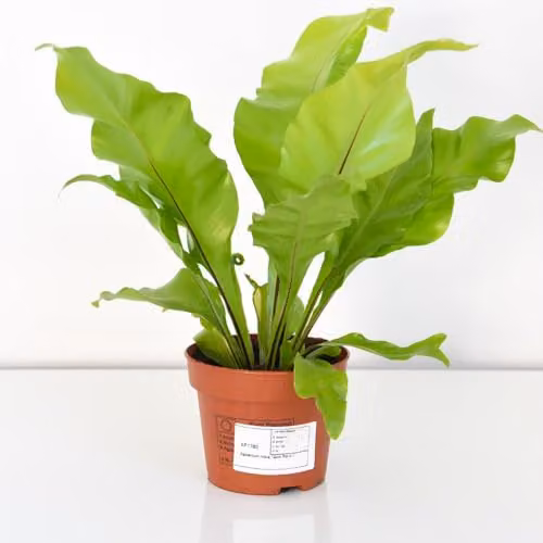 Thompson & Morgan Asplenium Nidus Bird's Nest Fern, Pack of 2, 12cm Pot, Green Indoor Plant – 4