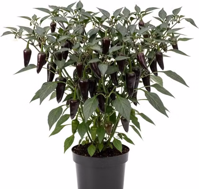 Plants By Post Purple and Red Fruit-Bearing Shrub
