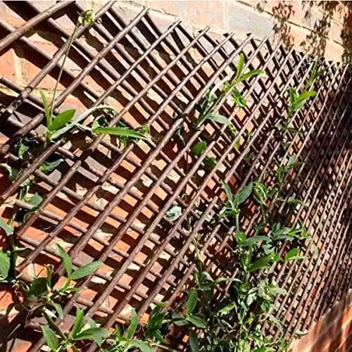 Marco Paul Brown Woven Willow Expandable Garden Plant Support Trellis, Height: 180 cm
