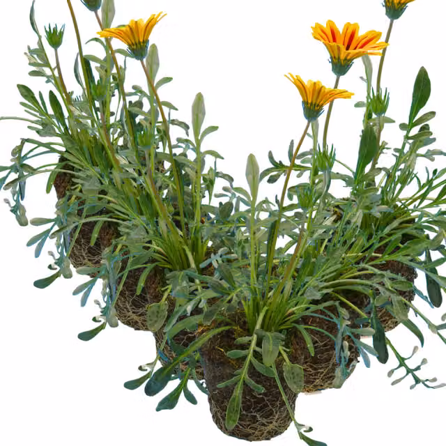 Gazania Kiss Orange Flame Bedding Plant, Pack of 6