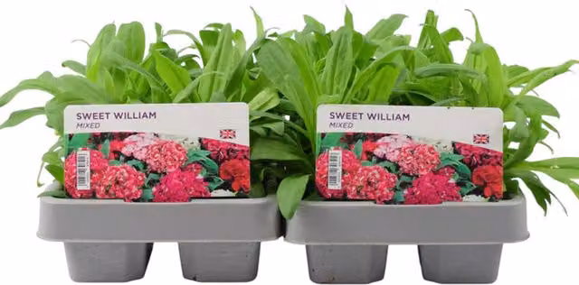 Plants by Post Sweet William Mixed Perennial Garden Flowers, 12 Plants