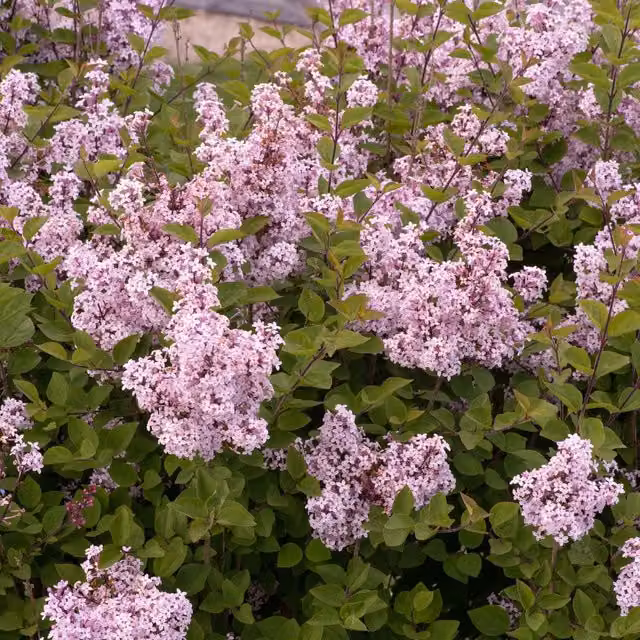 Marshalls Garden Syringa Flowerfesta Pink Dwarf Lilac Ornamental Shrub, 9cm Pot