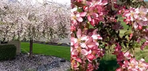 Direct Plants Malus Weeping Candied Apple Fruit Tree, 183 cm Tall, 12 Litre Pot