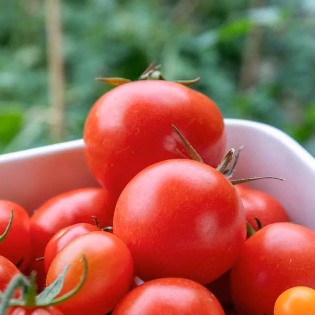 Marshalls Garden Ailsa Craig Tomato Seeds