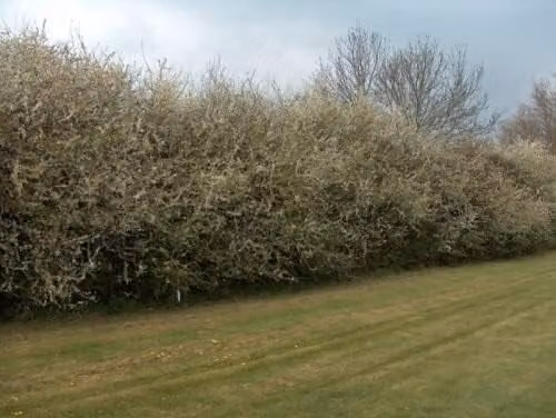 F&G Supplies 20 Blackthorn Prunus Spinosa Native Hedging Plants Bare Root with Sloe Berries, Height: 30-60 cm – 1