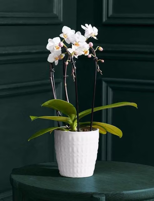 M&S Flower Market White Miniature Phalaenopsis Cascade Orchid in a Ceramic Pot