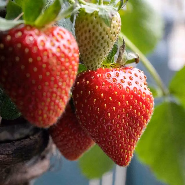 Marshalls Garden Flamenco Everbearing Strawberry Bare-Root Pack of 60, Orange-Red Fruit