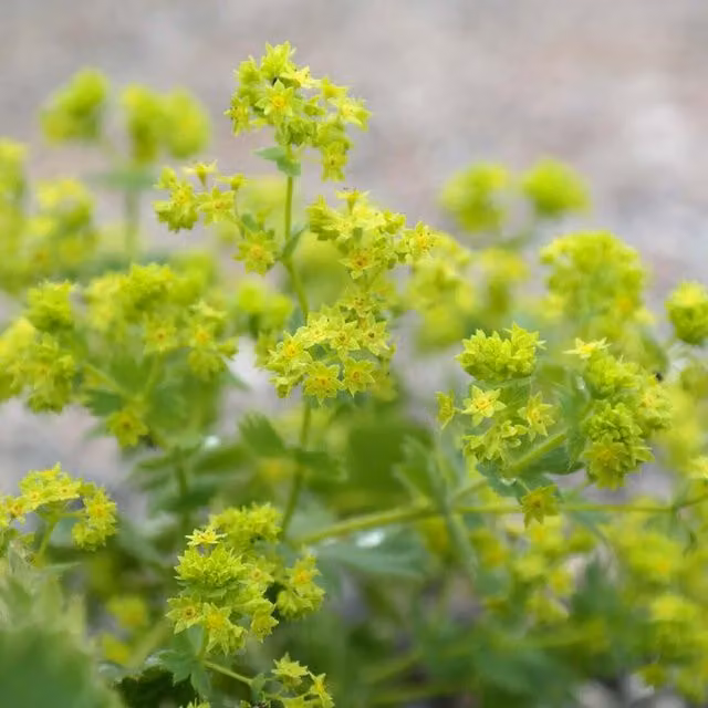 Plants By Post Pack of 10 Alchemilla Mollis Bare Root Perennial Plants, Lime-Green