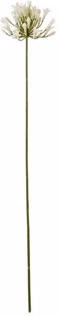 Lemon Pavilion Agapanthus Floral Spray in Beige, Green and White, W: 15 cm, D: 15 cm, H: 75 cm – 1