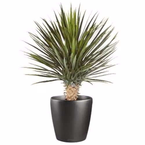 Leaf Design UK Artificial Green Yukka Tropical Potted Tabletop Plant H 75 cm x W 35 cm x D 35 cm – 2