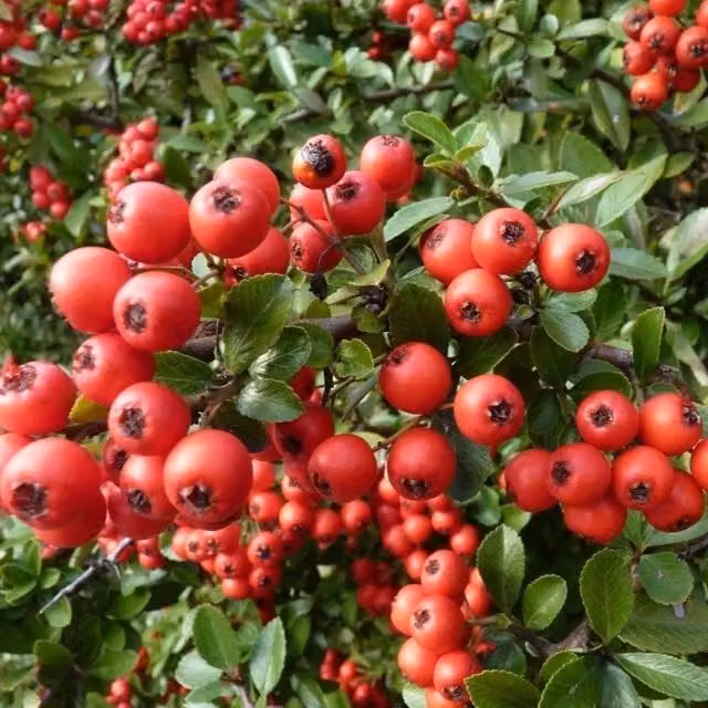 Direct Plants Pyracantha Red Column Evergreen Climbing Garden Shrub