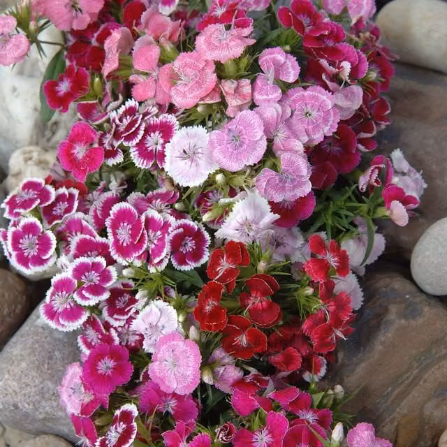 Unwins Sweet William Wee Willie Flower Seeds in Pink, Purple, Red, White and Multicolour