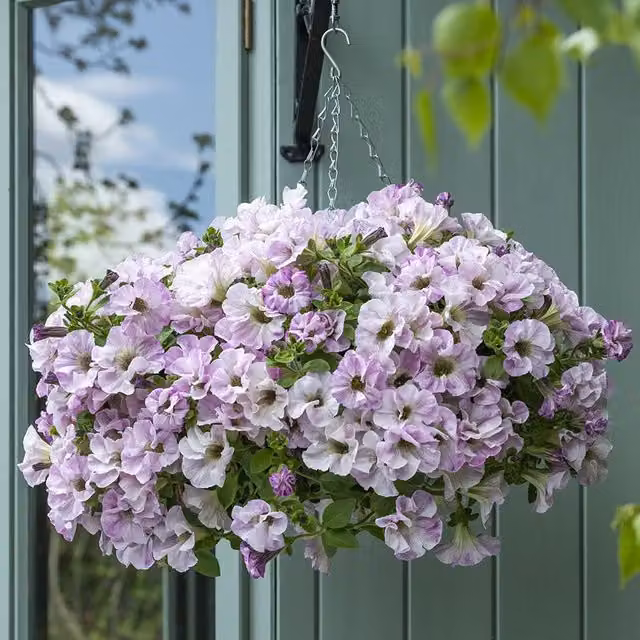 Plant Theory Set of 3 Pink Bridal Blush Petunia Bedding Plants in 9cm Pots