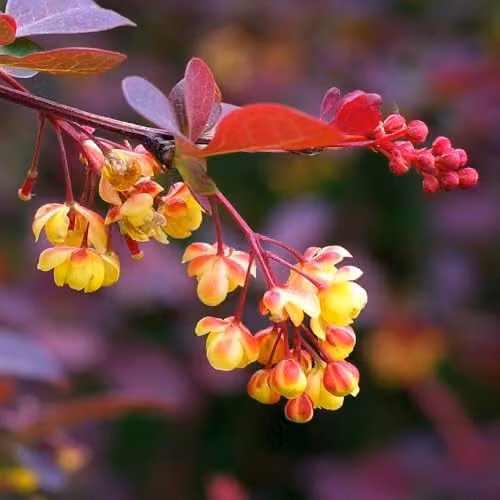 Thompson & Morgan Berberis Ottawensis Superba Barberry Plant, Hardy Deciduous Shrub with Red-Purple Foliage and Yellow Flowers, 10 Litre Pot