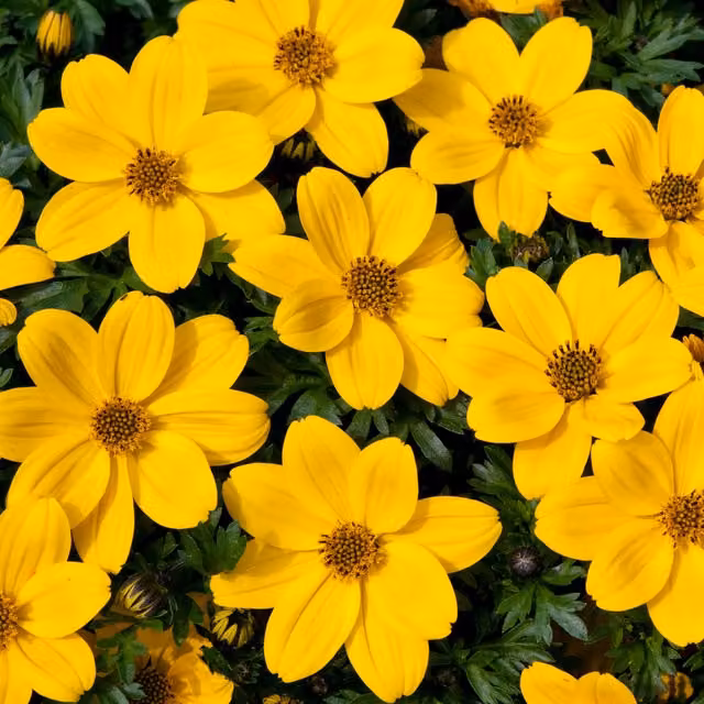 Plants By Post Bidens Compact Yellow Bee Magnet Fragrant Summer Bedding Plant in Golden Yellow