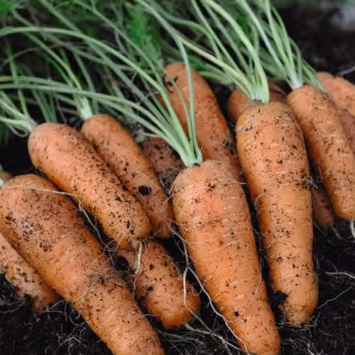 Thompson & Morgan Carrot Fly Free Collection Vegetable Seeds, 3 x Seed Packets, Orange – 2