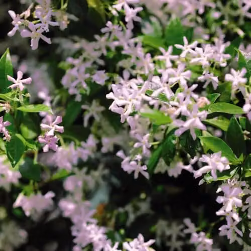 Thompson & Morgan Trachelospermum Pink Showers Compact Climber with Candy-Pink Star Jasmine Flowers, 1x 9cm Potted Plant – 1