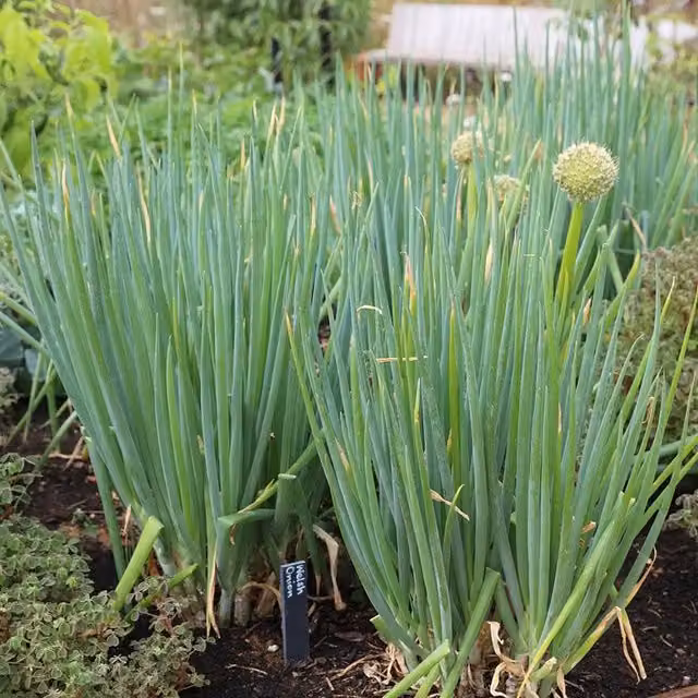 Set of 3 Green Welsh Onion Allium Fistulosum Perennial Herb Garden Plants in 9cm Pots