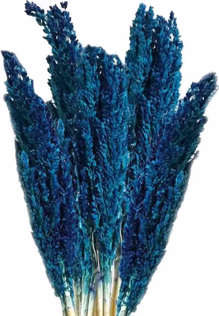 KDMK Blue Dried Organic Cantal Grass Bunch