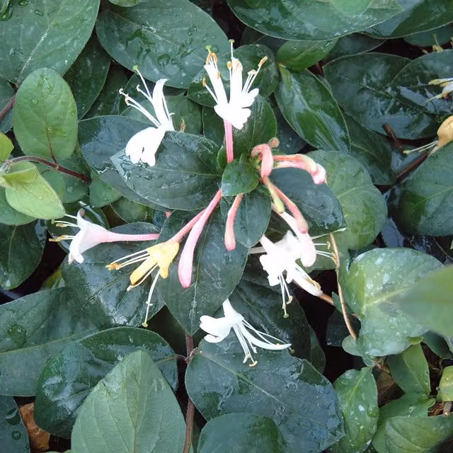 Plants By Post Lonicera japonica Purpurea Climber with Pink, Purple and White Flowers