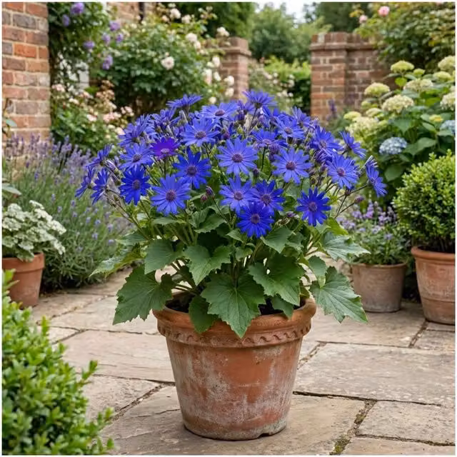 Plants By Post Senetti Blue Large Specimen Ornamental Shrub