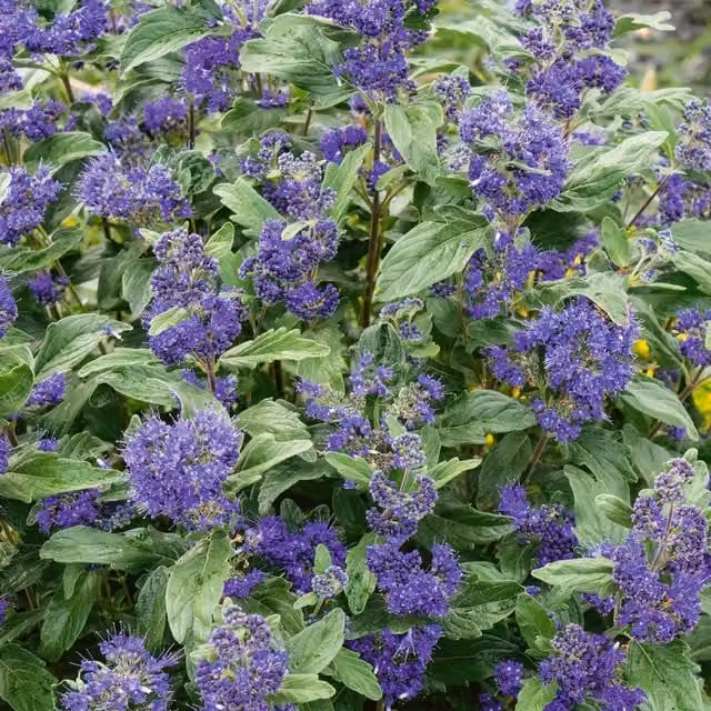Marshalls Garden Caryopteris x clandonensis Kew Blue Ornamental Blue Summer Flowering Shrub