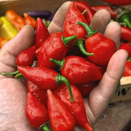 Thompson & Morgan Raging Bull Red Hot Chilli Pepper Seeds, 1x Seed Packet – 1
