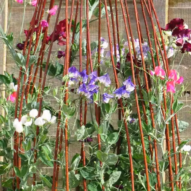 Unwins Sweet Pea Seeds Solway Mix Multicolour Climber Flower Seeds
