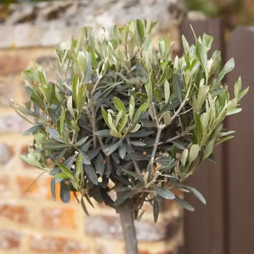 YouGarden Pair of Hardy Ornamental Olive Tree Standards, 80-90cm Tall – 3
