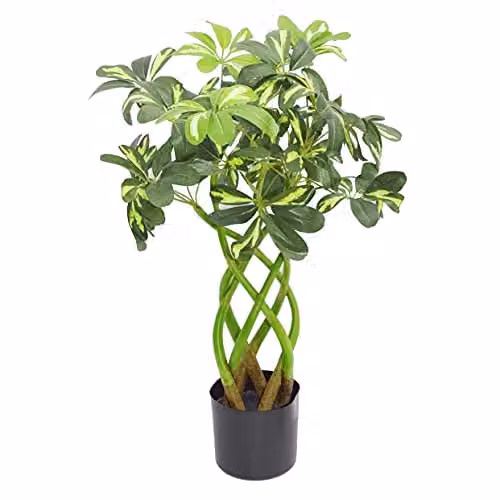 Leaf Design UK Artificial Golden Capella Bonsai Bush Twisted Stem Tree in Green, Height: 70 cm