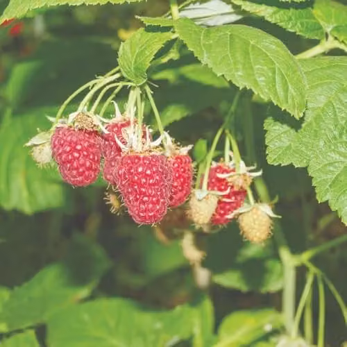 T&M Organic Raspberry Tulameen Summer-Fruiting Berry Bush, 2 x 2 Litre Pots