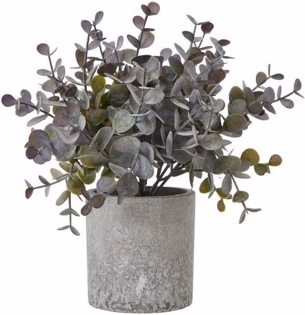 Lemon Pavilion Furniture and Decor Small Potted Eucalyptus Cinerea Plant, Green and Grey, Height: 22 cm