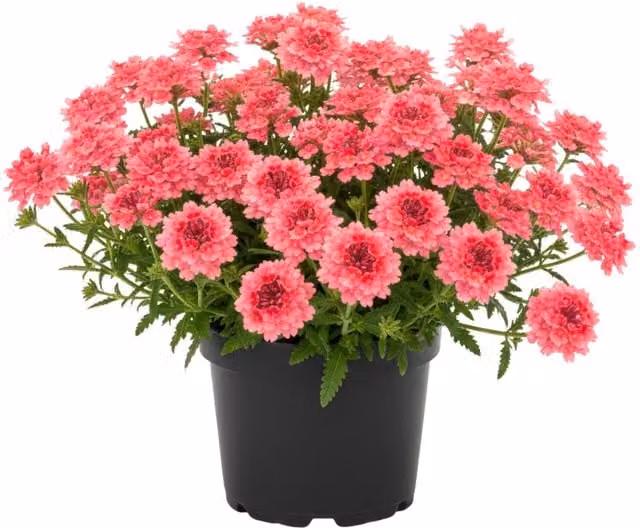 Plants By Post Verbena Magelana Hot Rose Pink Potted Bedding Plants, Pack of 3