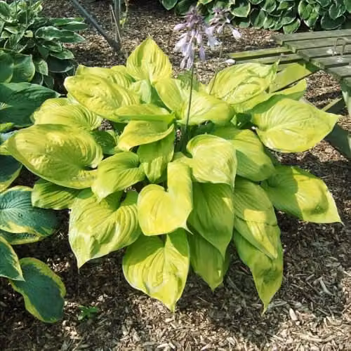 Thompson and Morgan Hosta Hybrid Sum and Substance Hardy Perennial with Yellow-Green Leaves and Lilac Summer Flowers, 1x 9cm Pot