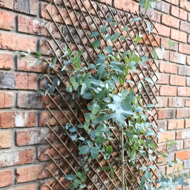 Samuel ALEXANDER Expanding Willow Trellis Support for Garden Climbers and Flowers, Brown, H 180 cm x W 60 cm