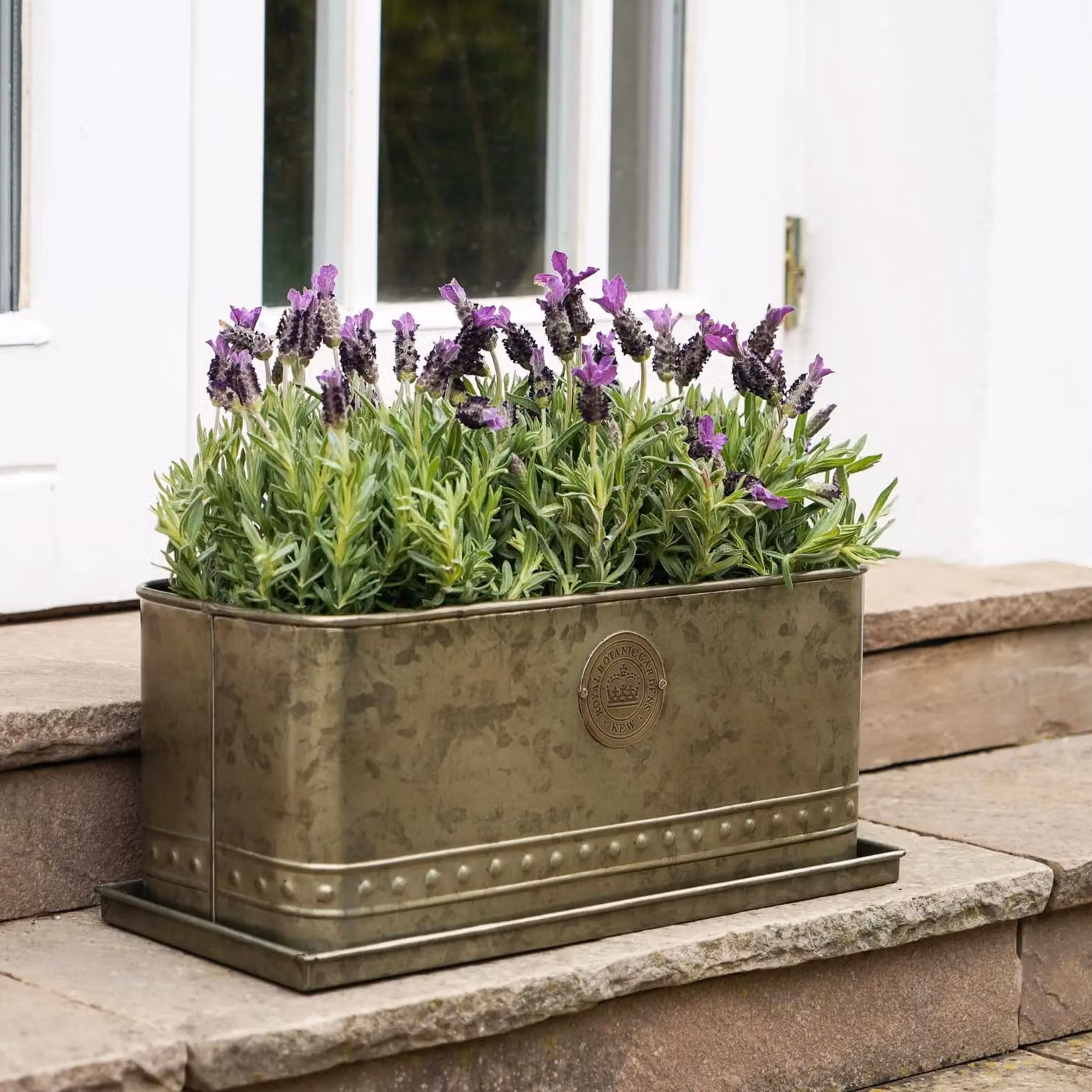 Royal Botanic Gardens Kew Regency Outdoor Trough Planter in Gold or Grey Galvanised Steel, Width: 43 cm – 3