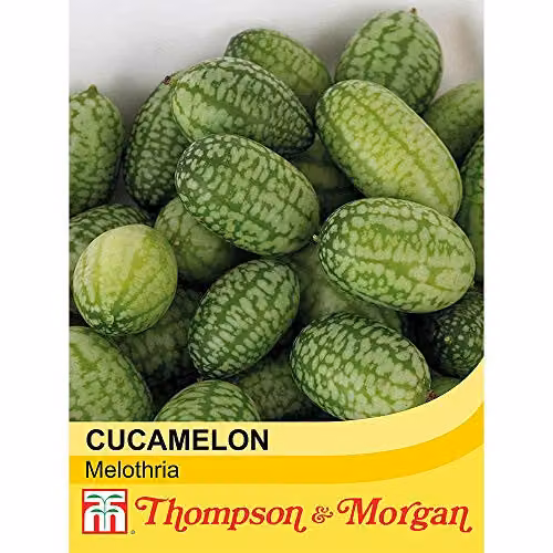 Thompson and Morgan Cucamelon Melothria scabra Mexican Gherkin Vegetable Seeds, 20 Seeds – 2