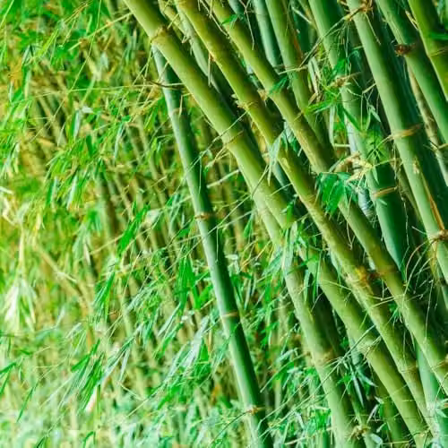 Thompson & Morgan Bisset’s Bamboo Phyllostachys bissetii Hardy Evergreen Screening Plant in a 10 Litre Pot