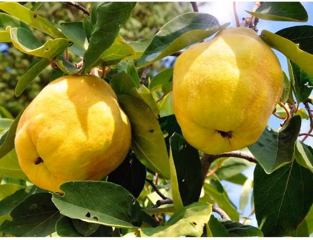 Directplants Quince Vranja Fruit Tree, Yellow, 12L Pot