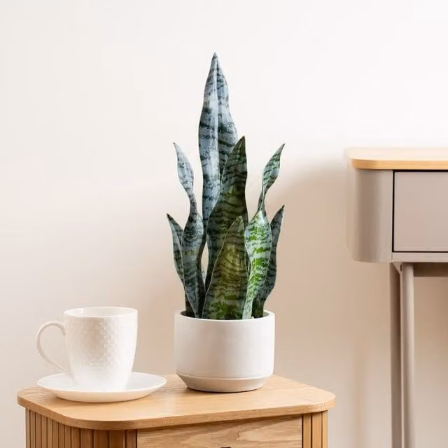 Scottish Everlastings Ltd Green Sansevieria Plant in a Round Concrete Pot, Height: 48 cm