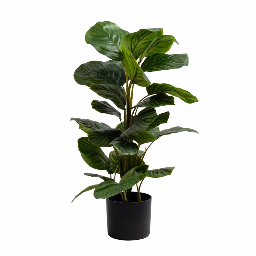 Scottish Everlastings Ltd Real Touch Arrowroot Maranta Plant in Green, Height: 70 cm – 3
