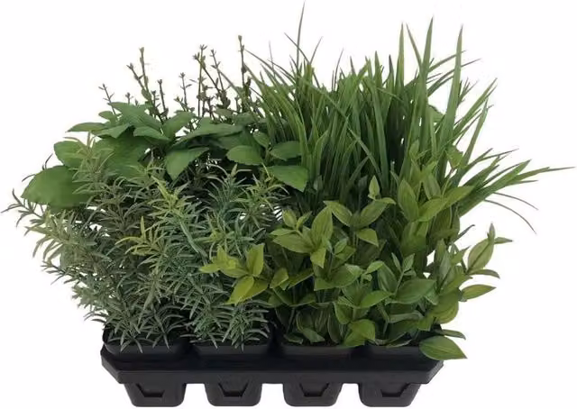 KDMD Botanica Tray of 12 Assorted Potted Green Herbs – 1