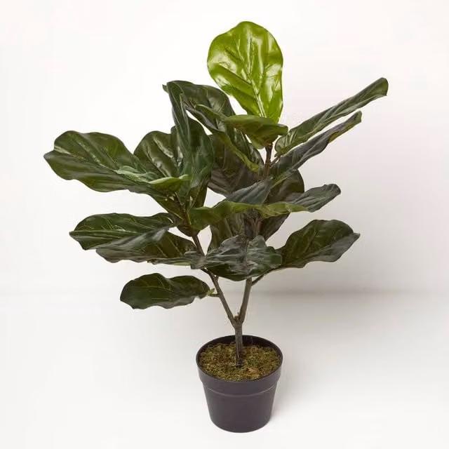 Homescapes Artificial Fiddle Leaf Fig Tree in Pot, Green, Height: 75 cm
