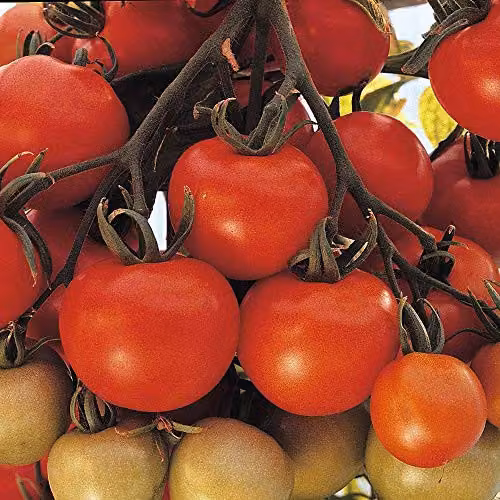 Thompson and Morgan Ailsa Craig Tomato Seeds, 94 Seeds per Packet – 1