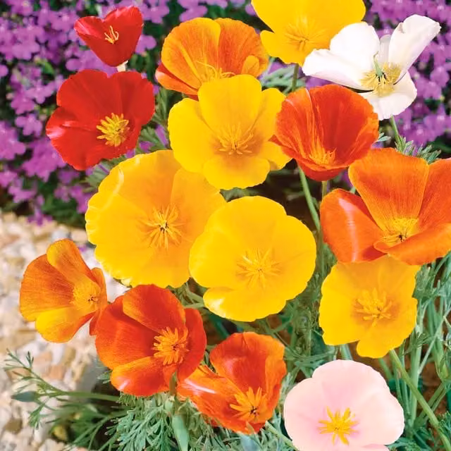 Unwins Californian Poppy Superb Mix Multicolour Flower Seeds
