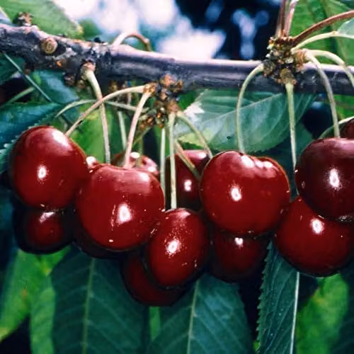 Thompson and Morgan Stella Sweet Cherry Fruit Tree, Standard Patio Hardy Garden Plant, 4.5L Pot – 5