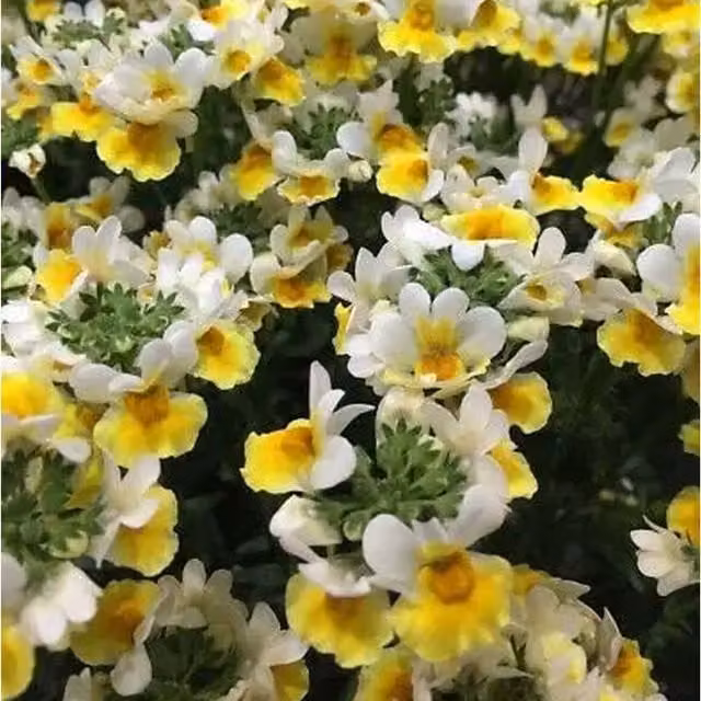 Plants by Post Nemesia Banana Split Bedding Plants, 3 x 9cm Pots, Yellow and White Summer Flowers