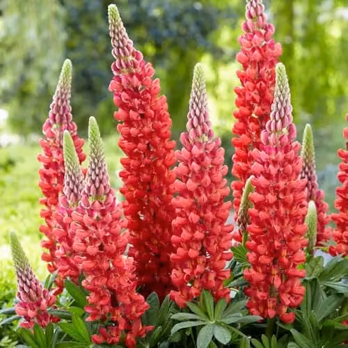 Thompson and Morgan Lupin Beefeater Red and Yellow Perennial Flowering Plant, 9 cm Pot