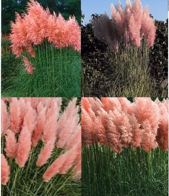 Direct Plants Cortaderia Selloana Pink Pampas Grass Ornamental Plant in 5L Pot, Green/Pink/White