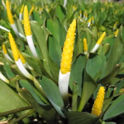 Thompson & Morgan Orontium Aquaticum Golden Club Perennial Aquatic Plants, 2 x 9cm Pots